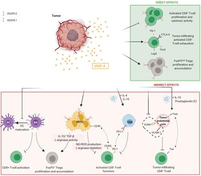 Direct and Indirect Modulation of T Cells by VEGF-A Counteracted by Anti-Angiogenic Treatment